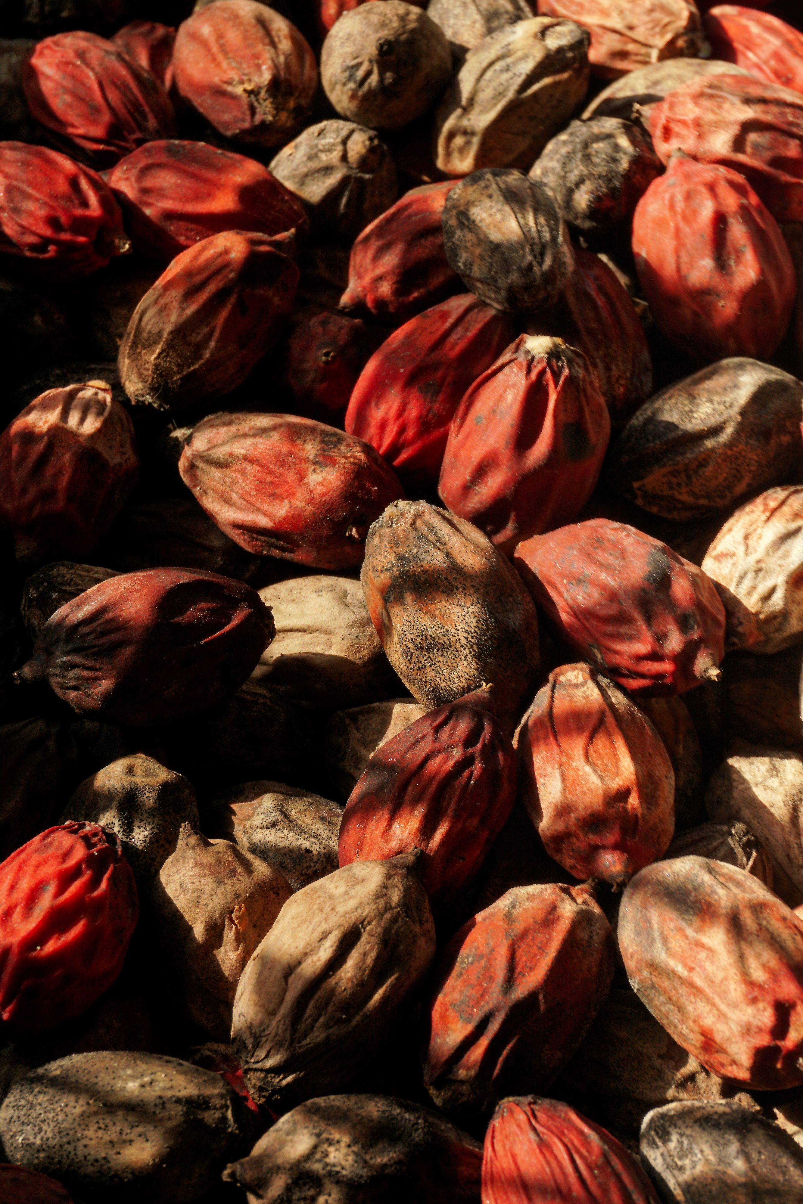 Jojoba