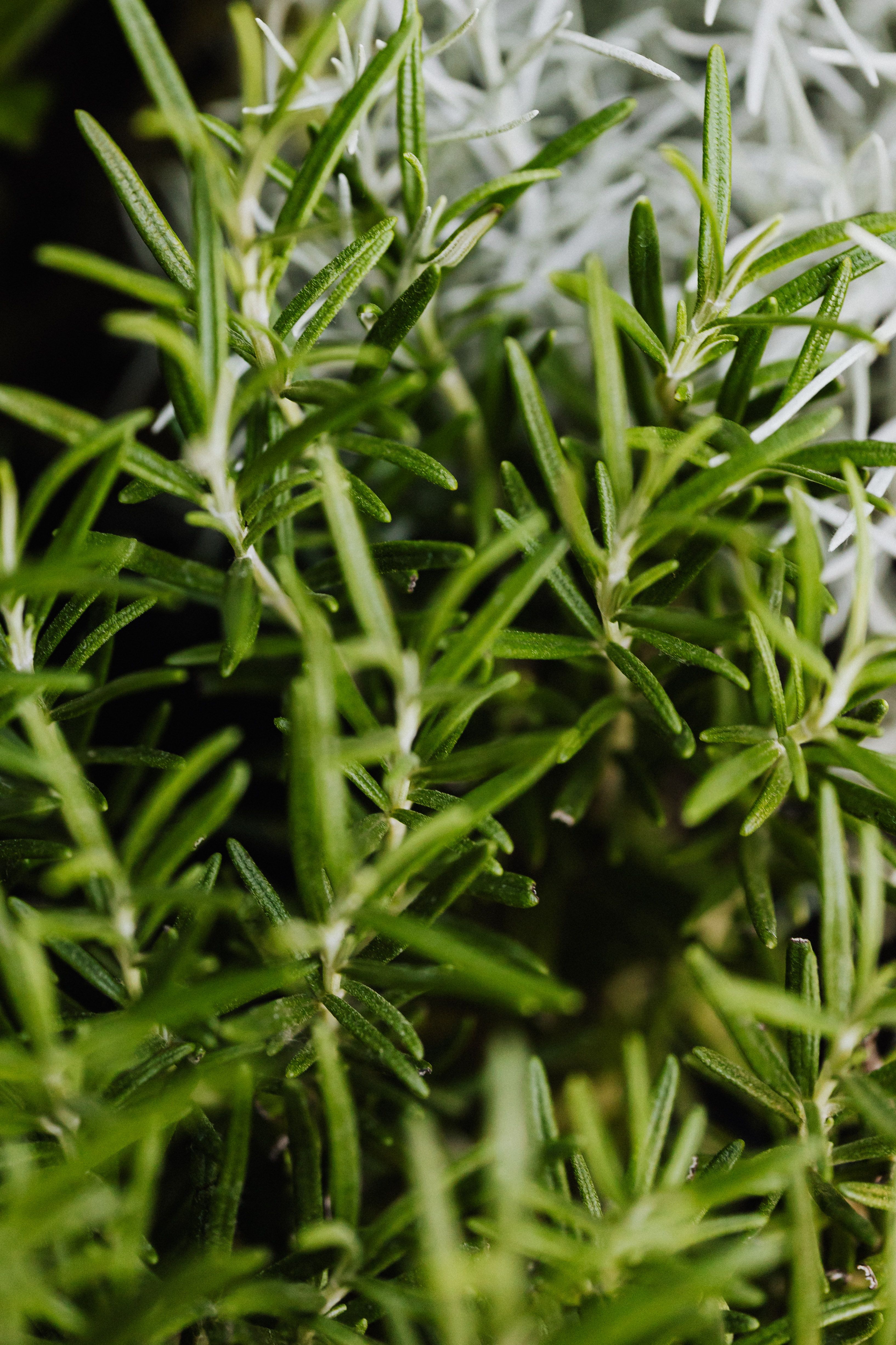 Spanish Rosemary
